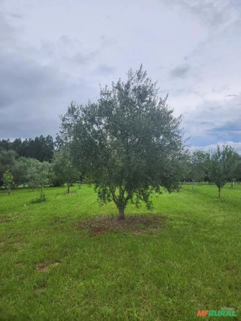 Oliveiras Maduras e Produzindo