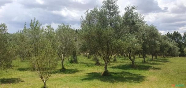 Oliveiras Maduras e Produzindo