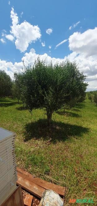 Oliveiras Maduras e Produzindo