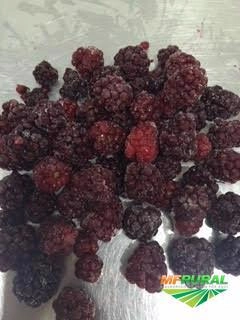 Imagem Frutas Congeladas Imagem Frutas Congeladas