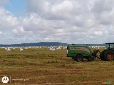 Mão de obra de Corte e Transporte de Silagem Feno e Pre secado