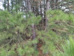 Pequeno mato de Pinus no RS