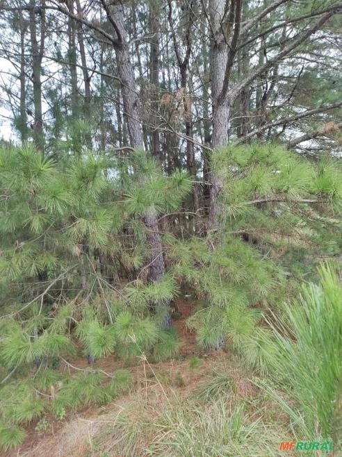Pequeno mato de Pinus no RS