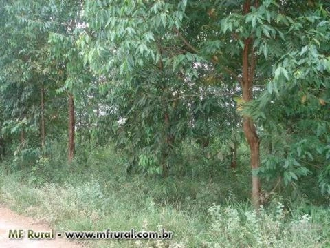 Imagem Eucalipto Imagem Eucalipto