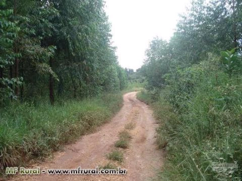 Imagem Eucalipto Imagem Eucalipto