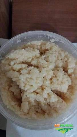 ALHO TRITURADO Imagem ALHO TRITURADO