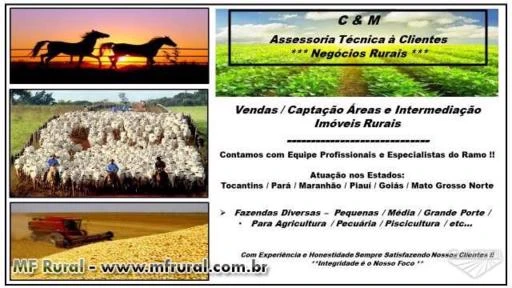 Fazenda Região Gurupi-TO (2430 hectares ) ( 1180 Alqueirão )