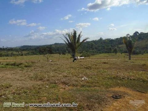 Fazenda Pecuaria - Região Cajazeira - Pará  ( 968 hectares ) ( 200 alqueirão )