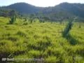 Fazenda Norte Tocantins  ( 271 hectares ) ( 56 alqueirão )