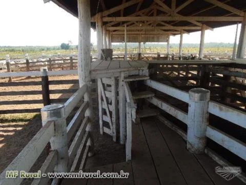 Fazenda no Estado: Pará ( 1200 hectares )  ( 248 alqueirão )