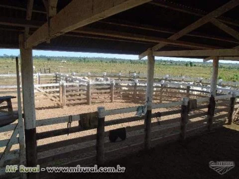 Fazenda no Estado: Pará ( 1200 hectares )  ( 248 alqueirão )
