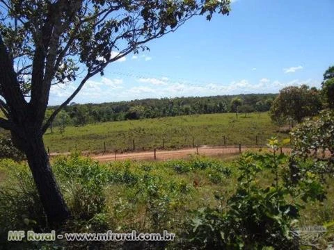 Fazenda Norte Tocantins - Goiatins ( 1074 hectares )  ( 222 alqueirão )