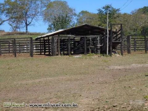 Fazenda Norte Tocantins - Goiatins ( 1074 hectares )  ( 222 alqueirão )