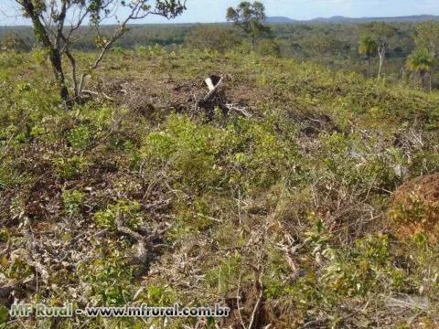 Fazenda Norte Tocantins - Goiatins ( 1074 hectares )  ( 222 alqueirão )