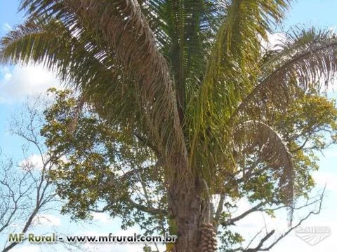 Fazenda Norte Tocantins - Goiatins ( 1074 hectares )  ( 222 alqueirão )