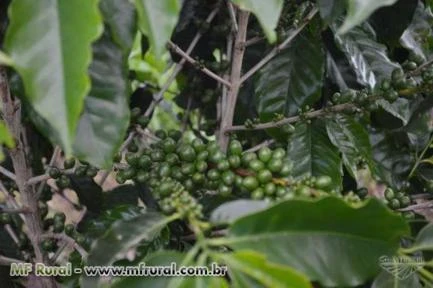 fazenda a venda estrada vitória da conquista barra do choça