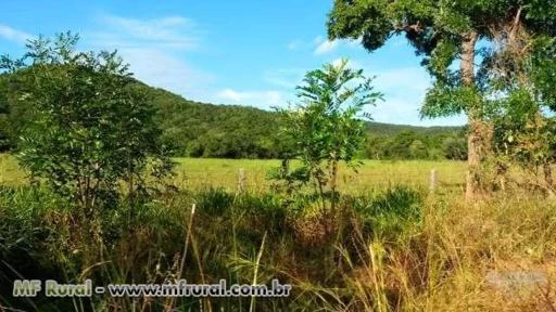 6.500ha Fralda de Pantanal - Pecuária