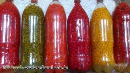 Imagem Pimentas Valente Imagem Pimentas Valente