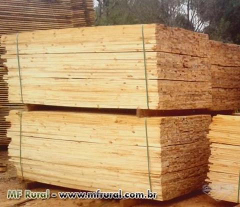 Tábua de Pinus Imagem Tábua de Pinus