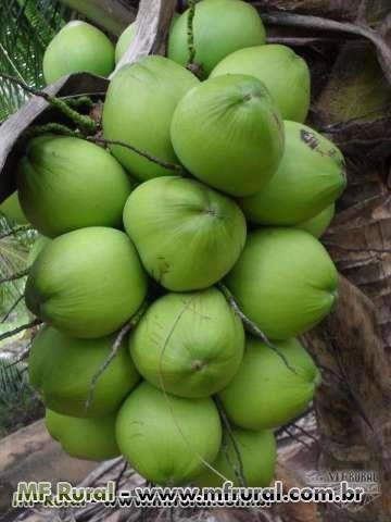 VENDA DE COCO VERDE !!!! Imagem VENDA DE COCO VERDE !!!!