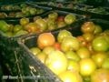 Venda de Tomates longa vida Imagem Venda de Tomates longa vida