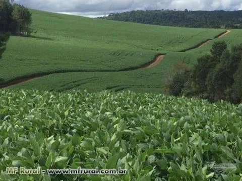 FAZENDA EM PALMAS - PR