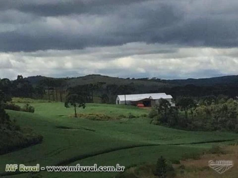 FAZENDA EM PALMAS - PR