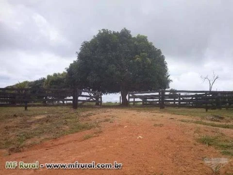 FAZENDA NOVO PROGRESSO