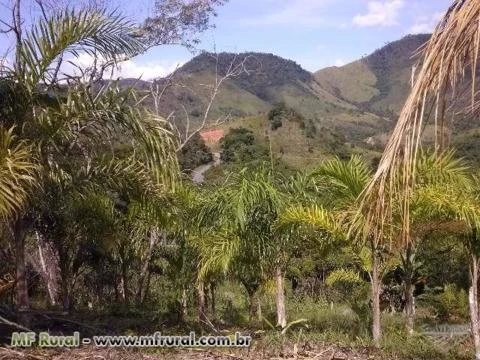 Sitio Barra do Turvo - Pupunha