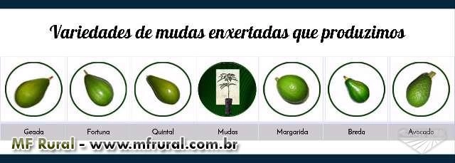 MUDAS DE ABACATE Imagem MUDAS DE ABACATE