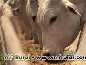 ECO NEEM - NIM indiano Pecuária - COMPRE FACIL