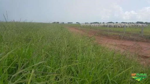 Semente de Brachiaria Brizantha cv. marandú (Brachiarão), Rozizzienses e Mombassa.