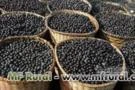 Investidores ou Parceiros para processamento de poupa de açaí