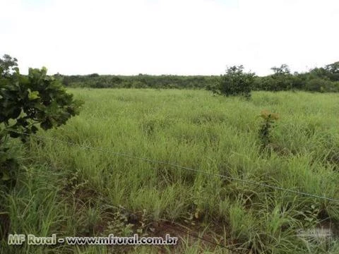 VENDO EXCELENTE FAZENDA PARA SOJA, ENGORDA DE BOI E SILVICULTURA EM PIUM-TO