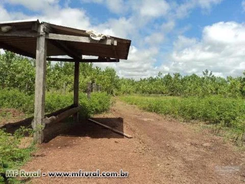 VENDO EXCELENTE FAZENDA PARA SOJA, ENGORDA DE BOI E SILVICULTURA EM PIUM-TO