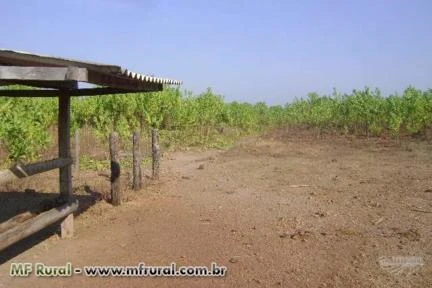 VENDO EXCELENTE FAZENDA PARA SOJA, ENGORDA DE BOI E SILVICULTURA EM PIUM-TO