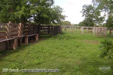 VENDO EXCELENTE FAZENDA PARA SOJA, ENGORDA DE BOI E SILVICULTURA EM PIUM-TO