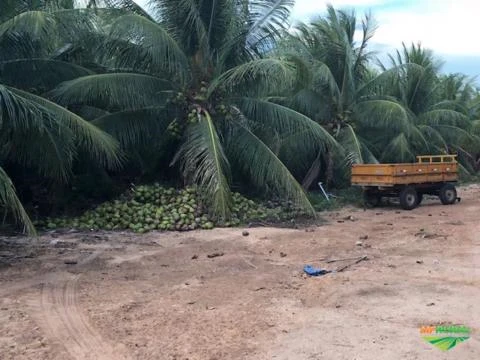 Fazenda produtora de coco com 10.000 coqueiros e 165ha de área