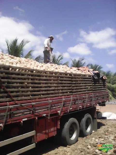Fazenda produtora de coco com 10.000 coqueiros e 165ha de área
