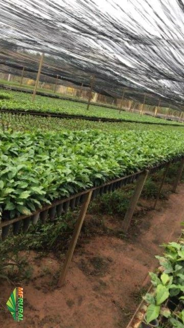Imagem Mudas de Café - Sendo elas pés-franco ou enxertadas Imagem Mudas de Café - Sendo elas pés-franco ou enxertadas