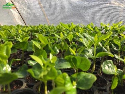 Imagem Mudas de Café - Sendo elas pés-franco ou enxertadas Imagem Mudas de Café - Sendo elas pés-franco ou enxertadas