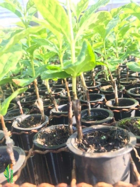 Imagem Mudas de Café - Sendo elas pés-franco ou enxertadas Imagem Mudas de Café - Sendo elas pés-franco ou enxertadas