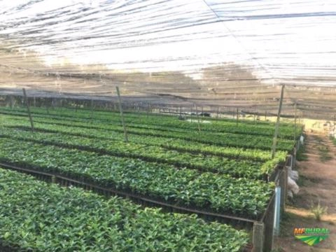 Imagem Mudas de Café - Sendo elas pés-franco ou enxertadas Imagem Mudas de Café - Sendo elas pés-franco ou enxertadas