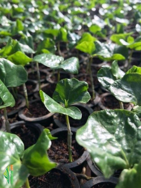 Imagem Mudas de Café - Sendo elas pés-franco ou enxertadas Imagem Mudas de Café - Sendo elas pés-franco ou enxertadas