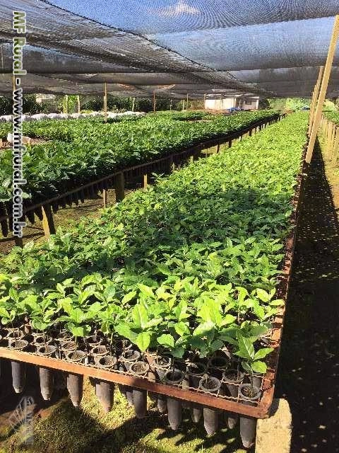 Imagem Mudas de Café - Sendo elas pés-franco ou enxertadas Imagem Mudas de Café - Sendo elas pés-franco ou enxertadas