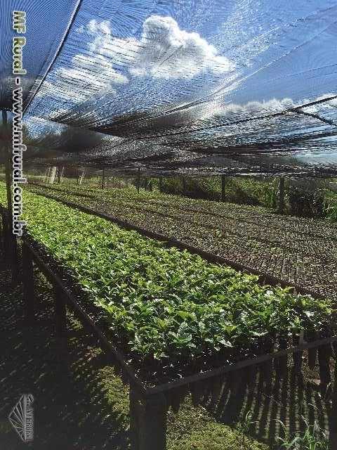 Imagem Mudas de Café - Sendo elas pés-franco ou enxertadas Imagem Mudas de Café - Sendo elas pés-franco ou enxertadas