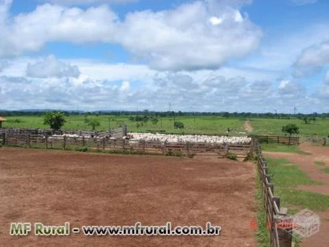Fazenda de Gado com Pasto em Rondolândia MT