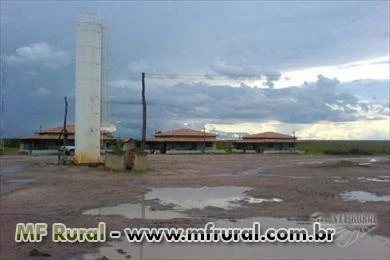 Fazenda de Eucalipto em Minas MG Temos fazendas de Eucalipto Pino em todo Brasil