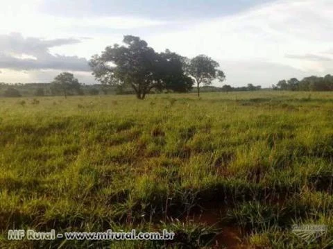 Fazenda em Bandeirantes - MS - Dupla aptidão