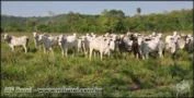 Fazenda em Bandeirantes - MS - Dupla aptidão